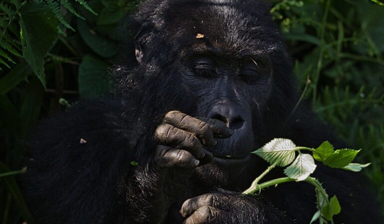 Insider Tips for Booking a Budget Gorilla Trekking Safari in Uganda