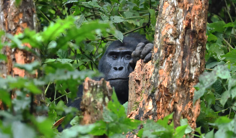 Top 5 Budget-Friendly Destinations to Visit on a Uganda Gorilla Safari