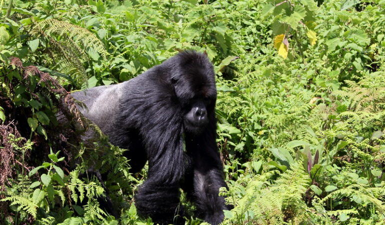 Is there an age limit for gorilla trekking in Rwanda and Uganda?