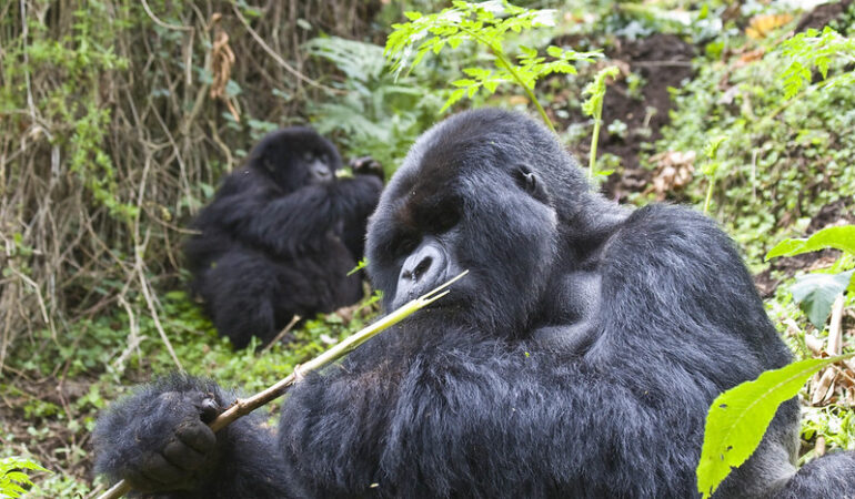 Ways to make gorilla trekking safe and enjoyable for children .