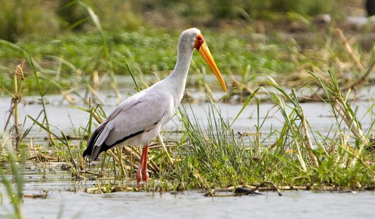 The Ecological Importance of Uganda’s Lakes and Their Impact on Wildlife