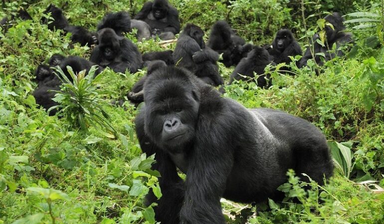 Family-friendly gorilla trekking: tips for taking kids on a trek.