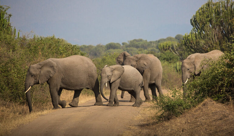 Tips for Capturing the Perfect Wildlife Photos on a Uganda Safari