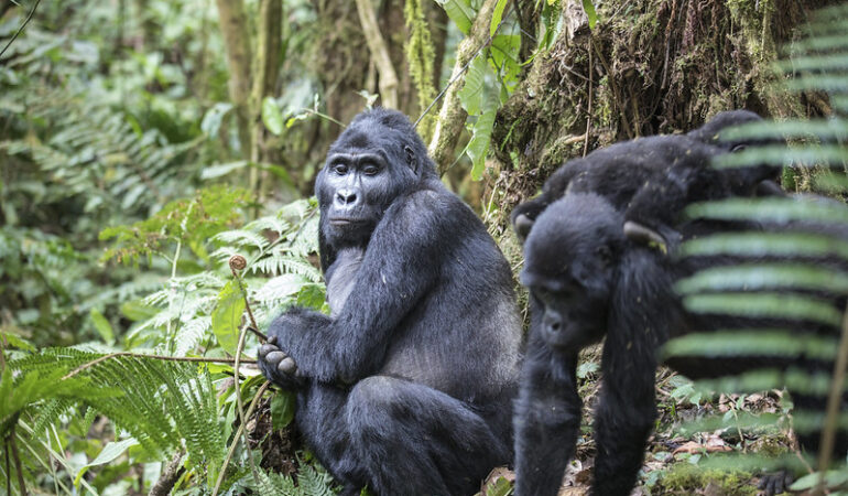 Understanding the Physical Demands of Gorilla Trekking for Different Age Groups