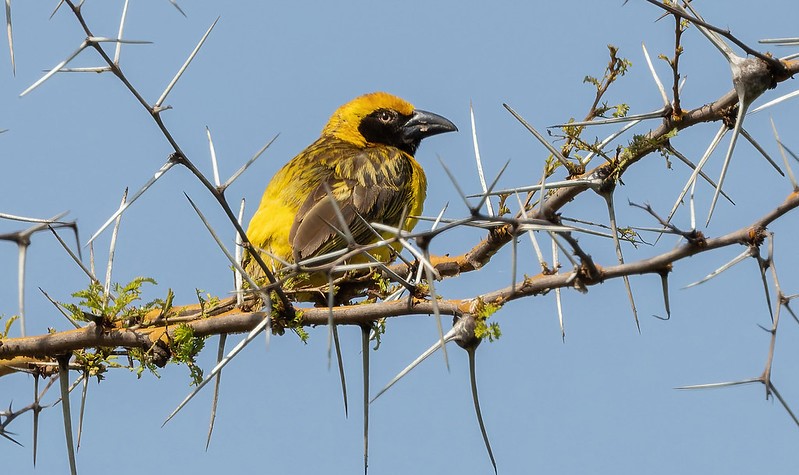 The Unique Bird Species That Can Only be Found in Uganda.