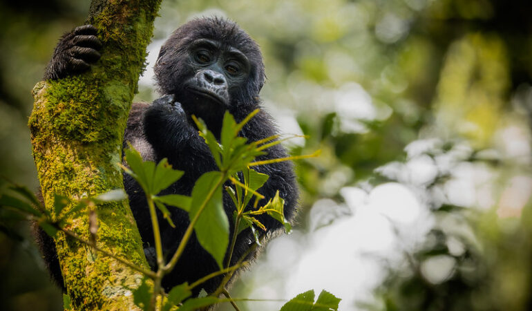 Why Uganda is the Perfect Destination for a Budget-Friendly Gorilla Safari