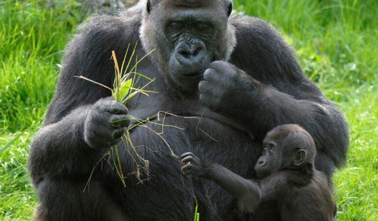 5 Ways to Make the Most of Your Budget Gorilla Trekking Safari in Uganda