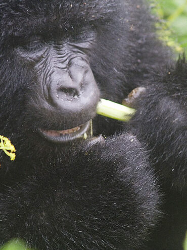 The Cultural Experience of Gorilla Trekking in Uganda.