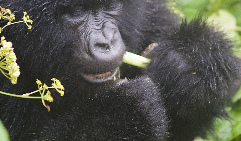 The Cultural Experience of Gorilla Trekking in Uganda.