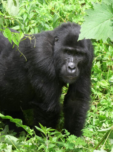 The Top Gorilla Trekking Destinations in Uganda.