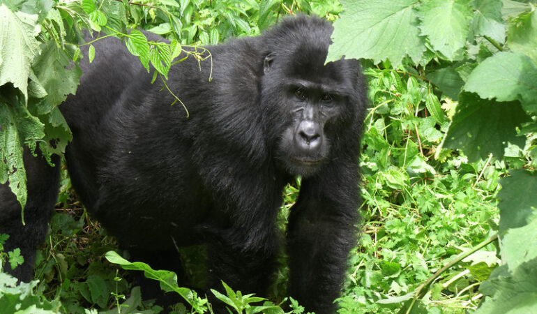 The Top Gorilla Trekking Destinations in Uganda.