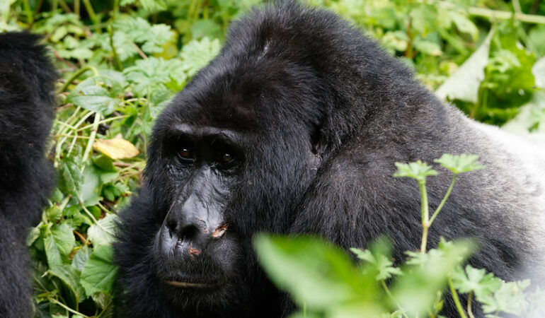 The Ultimate Guide to Gorilla Trekking in Uganda.