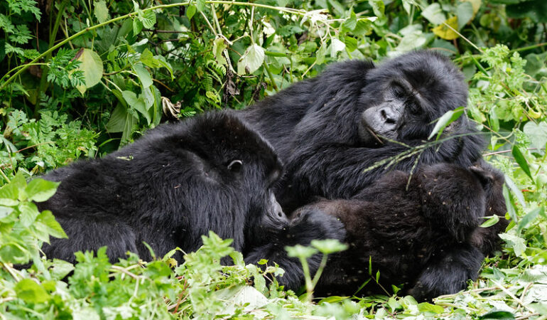 The benefits and challenges of gorilla trekking for different age groups.