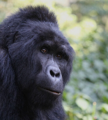 Tips for a Successful Gorilla Safari in Uganda.