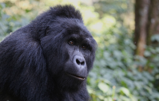 Tips for a Successful Gorilla Safari in Uganda.