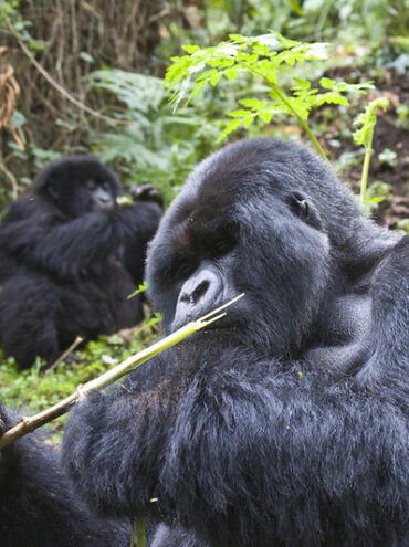 The Conservation Efforts Behind Gorilla Trekking in Uganda.